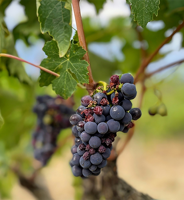 WINE TOURS